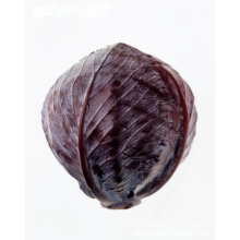 best price for good quality and delicious fresh purple cabbage